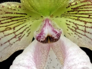 Bild von Paphiopedilum fanaticum 4